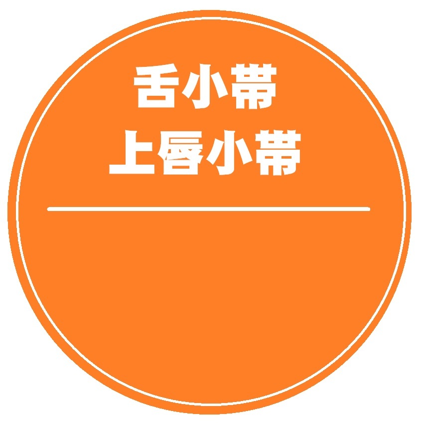 舌小帯・上唇小帯